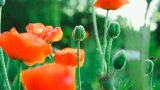 9 цветов отлично приживутся: сажайте прямо в грунт — без рассады, суеты и заморочек