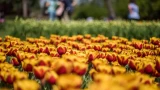 Никогда не делайте этого, если хотите радоваться тюльпанам каждый год: секрет голландских цветоводов — такого не расскажет ни один продавец