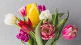 Секрет пышного цветения тюльпанов: почему важно оставлять 2 листа при срезке