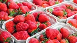 Все вредители на клубнике умрут в конвульсиях: всего несколько капель средства и никаких проблем — убойный препарат работает на 100%