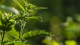 Подкормки и удобрения эффективнее вы ещё не пробовали: секретный способ использования крапивы — подойдёт для разных культур