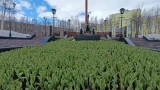 Пережившие морозы тюльпаны в Кировске дали всходы