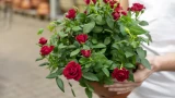 Проверенный способ подкормки роз в конце весны: поделилась опытная соседка-садоводница — результаты уже через 3 недели