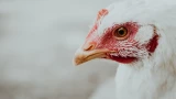 Зимой яйца лопатой собираю: вот что я добавляю в корм курам