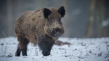 Быть спокойным и не делать резких движений: несколько правил, чтобы не стать жертвой кабана — стоит знать, прежде чем идти в лес