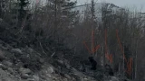 Медведица с тремя детёнышами прогуливается по склонам Хибинских гор