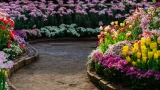 Можно сразу в сырую землю: 5 неприхотливых цветка, которые можно посеять в грунт — сажаем сад на даче без хлопот