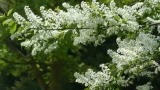 Весна и лето — время заготовки черемухи: для чего полезно растение