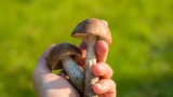 Некоторые грибы не обязательно чистить: нет никакой разницы — все съедобно и вкус такой же
