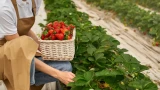 Наисладчайшая клубника: как ухаживать за ягодой в июне, чтобы получить богатый урожай