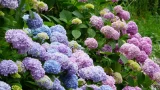 Пышная гортензия без хлопот: деревенский метод подкормки — даёт мощные и крупные соцветия