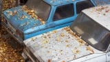 Смола от тополя вредит автомобилю: 3 способа быстро убрать — промедление опасно