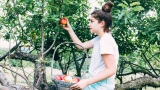 Соседи будут крутить пальцем у виска, а потом сделают так же: вешаем на яблони и груши кирпичи — получаем обильный урожай