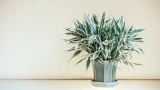 У драцены желтеют и опадают листья: 4 главных причины — как вылечить растение