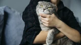 Кошка пинается задними лапами: жест любви или агрессия — как понять настроение питомца