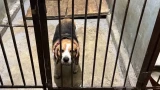 В Мурманске потерялся бигль в ошейнике: он оказался в собачьем приюте