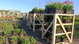 В Мурманске появилась большая клумба «северных» тюльпанов