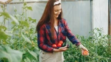 Так томаты подкармливают только профаны: 3 худщие подкормки — что погубит ваш урожай и чем их заменить
