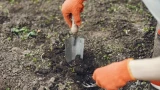 Медведка в огороде: без химии и хлопот – защищаем урожай проверенными способами