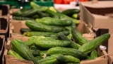 Огурцы, как на заказ: Как борная кислота подарила огромный урожай — секреты успеха