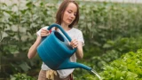 Томаты вырастут с кулак: 5 секретов «царского» полива — не вянут даже в зной