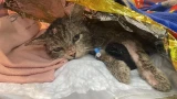 Кот Тулома борется за жизнь: неравнодушные мурманчане собрали 69% от нужной суммы