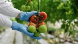 Самое время подкормить цветущие томаты: завязь не осыпется — помидоры будут расти гроздьями