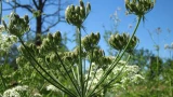 4 самых злостных сорняков: соблюдаем 1 главное условие борьбы — больше не побеспокоят