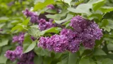 Цветение будет пышным, а аромат станет ощущаться на всю округу: кустарники для дачи — не требуют особого ухода
