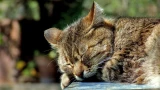 Почему кошки спят в разных местах дома: на то есть 5 причин — что за этим стоит