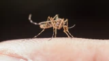 Самый страшный зверь тундры: чем опасна мошка и как северяне борются с ней