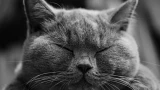 Стоит сесть за стол, как кошки тут как тут: смотрят жалобно и просят еду — можно ли их кормить продуктами, которые едят люди