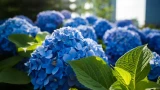 Срочная подкормка гортензий в июне: голландский метод для соцветий по 30 см — соседи обзавидуются
