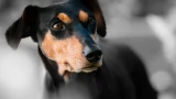 У любителей собак Ирана культурный шок: в стране запретили выгуливать их на улице — власти назвали животных нечистыми
