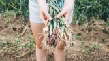 Чесночные стрелки не выбрасываю: очень пригождаются на кухне — что можно приготовить