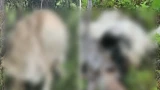 Жуткая находка: в лесу между Кандалакшей и Полярными Зорями обнаружили повешенных собак