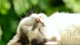 Кошки не случайно выбирают места для сна: это имеет значение — как понимать их поведение