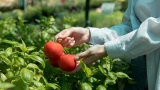 «Воздушный коктейль» для томатов: 1 ложка аптечного средства на лейку — вырастут мутантами