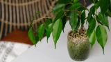 Из лысой палки в пышный куст: правила ухода за фикусом — 7 необходимых шагов