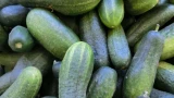 Собираю огурцов больше на 40%, чем соседи: грамотная подкормка творит чудеса — чем их удобрять в июле