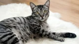 Кошки щебечут в некоторых ситуациях: почему они это делают — насколько это нормально