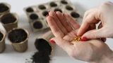 Не покупайте кота в мешке: выбор семян для дачи по правилу трёх «П» — как отличить качественные от пустышек