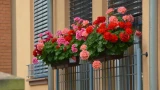 Герань поразит пышным цветением: решить проблемы, связанные с цветком, легко — есть несколько хитростей