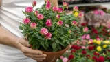 Спасаем розы без химии: 3 проверенных метода, которые уничтожат тлю моментально — работает на все 100%