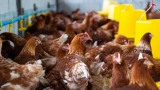 От этого зависит цвет желтка: можно ли курам кукурузу — последствия для несушек