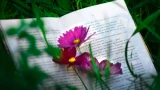 5 редких, но умных слов: сразу выдают начитанность — метко выражают мысль