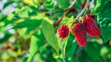 Калий + фосфор = сладкая малина: простая формула июльской подкормки