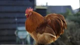 Петух в курятнике: не только для цыплят — раскрываем его неожиданную роль в спокойной жизни несушек