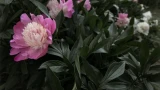 Дом Рудковской и Плющенко: пионы, зеркала и спокойствие — их семейный мир на Рублевке