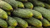 Огурцы ведрами: проверенные дачные хитрости — ваш секрет щедрой грядки без лишних усилий